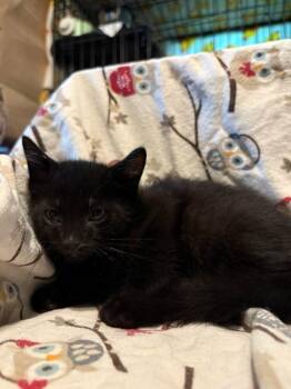 Jimmy "Fallon -  Domestic Short Hair Cat for Adoption in Parkville, Maryland - Jimmy "Fallon | PetCurious