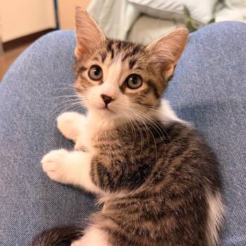 Puddle - Extra Toes, No Woes -  Domestic Short Hair Cat for Adoption in Flagstaff, Arizona - Puddle - Extra Toes, No Woes | PetCurious