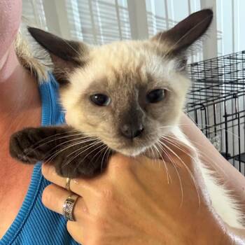 Orion -  Domestic Short Hair Cat for Adoption in Fort Collins, Colorado - Orion | PetCurious