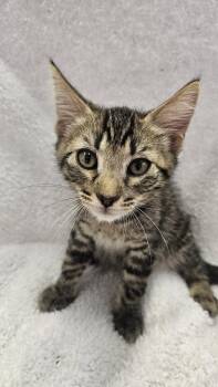 Winston (bonded with Charles) -  Domestic Short Hair Cat for Adoption in Antioch, California - Winston (bonded With Charles) | PetCurious