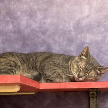 Domestic Short Hair Cats Available for Adoption - Silly Nilly | PetCurious