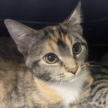 Winnie -  Domestic Short Hair Cat for Adoption in Des Moines, Iowa - Winnie | PetCurious