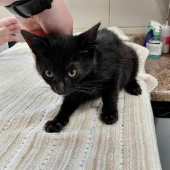 SAMSON -  Domestic Short Hair Cat for Adoption - SAMSON | PetCurious