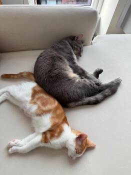 Luna and Coco -  American Shorthair Cat for Adoption in Westwood, New Jersey - Luna And Coco | PetCurious