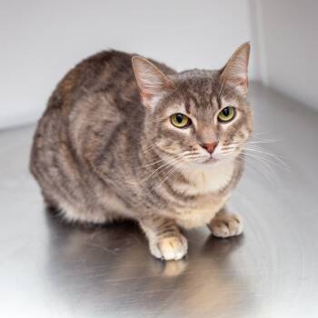 Rescue Domestic Short Hair Cats for Adoption in Hattiesburg, Mississippi - Buttons | PetCurious