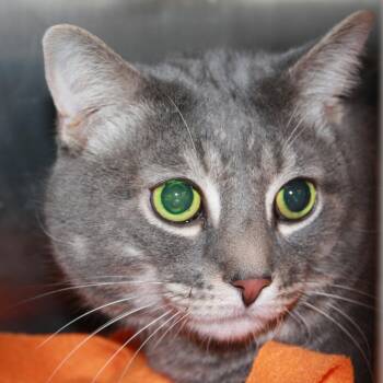 Rescue Domestic Short Hair Cats for Adoption in Waldorf, Maryland - Kirk FKA Kiki | PetCurious