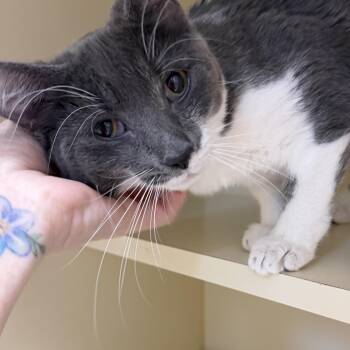 Domestic Short Hair Cats Available for Adoption in Elyria, Ohio - Star | PetCurious