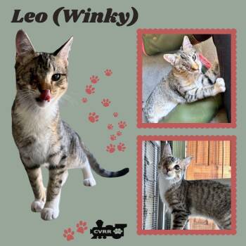 Leo-Winky (Cat) -  Tabby Cat for Adoption in Lindsay, California - Leo-Winky (Cat) | PetCurious
