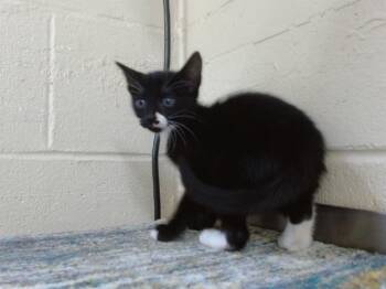ITZY -  Domestic Short Hair Cat for Adoption in Orlando, Florida - ITZY | PetCurious