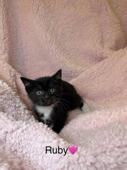 Domestic Short Hair Cats Available for Adoption in Copley, Ohio - Ruby | PetCurious