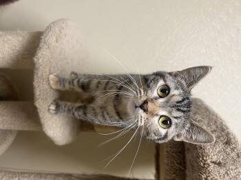 Rescue Domestic Short Hair Cats for Adoption in Quincy, Illinois - Trisha | PetCurious