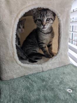 Domestic Short Hair Cats Available for Adoption in Oswego, South Carolina - Riffraff  | PetCurious