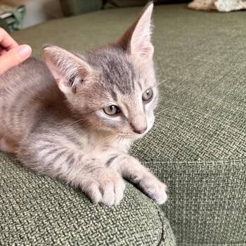 Percy -  Domestic Short Hair Cat for Adoption in Foley, Alabama - Percy | PetCurious