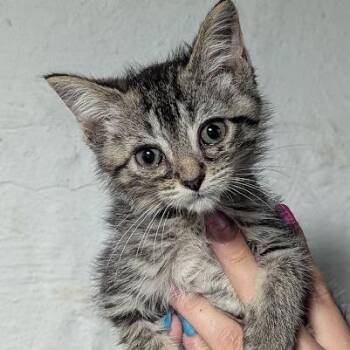 Mochi -  Domestic Short Hair Cat for Adoption in Johnstown, Pennsylvania - Mochi | PetCurious