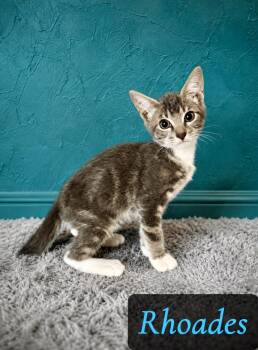 Rhoades -  Domestic Short Hair Cat for Adoption in Englewood, Florida - Rhoades | PetCurious