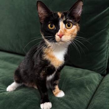 Sunshine Crock -  Domestic Short Hair Cat for Adoption in Eagle Mountain, Utah - Sunshine Crock | PetCurious
