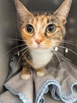 Domestic Short Hair Cats Available for Adoption in Peoria, Illinois - GOOD GIRL | PetCurious