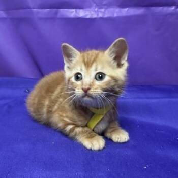 Domestic Short Hair Cats Available for Adoption - Dubai | PetCurious