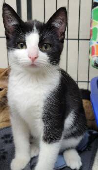 Domestic Short Hair Cats Available for Adoption in Portage, Wisconsin - Panda | PetCurious