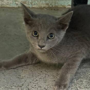 Hornet -  Domestic Short Hair Cat for Adoption in Jacksonville, Arkansas - Hornet | PetCurious