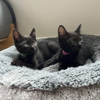 Poppy and Alfalfa -  Domestic Short Hair Cat for Adoption in Seattle, Washington - Poppy And Alfalfa | PetCurious