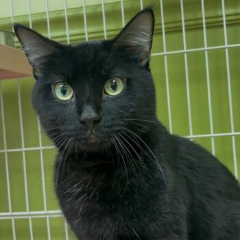 Midnight Sun -  Domestic Short Hair Cat for Adoption in Bloomington, Illinois - Midnight Sun | PetCurious