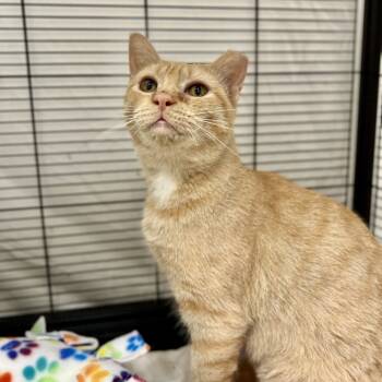 Rescue Domestic Short Hair Cats for Adoption in Mount Laurel Township, New Jersey - Beezus (and Ramona) | PetCurious