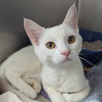 Daisy -  Domestic Short Hair Cat for Adoption in Evansville, Indiana - Daisy | PetCurious