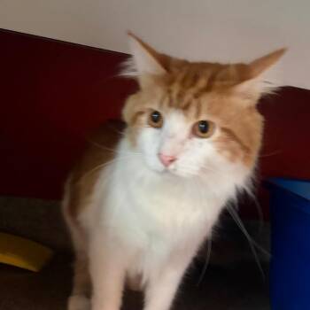 King Louie -  Domestic Long Hair Cat for Adoption in Sarasota, Florida - King Louie | PetCurious