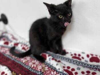 Rescue Bombay and Domestic Short Hair Cats for Adoption in Liverpool, Texas - Mantra | PetCurious
