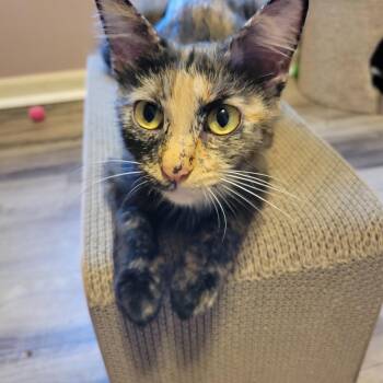 HodgePodge -  Domestic Short Hair Cat for Adoption in Shawnee, Kansas - HodgePodge | PetCurious