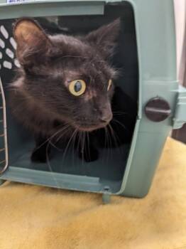 Rescue Domestic Medium Hair and Domestic Short Hair Cats for Adoption in Cleveland, Ohio - Quantitative | PetCurious
