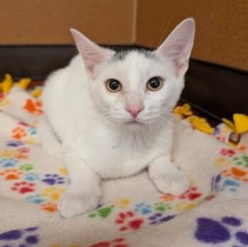 Miriam -  Domestic Short Hair Cat for Adoption in Rochester, Minnesota - Miriam | PetCurious