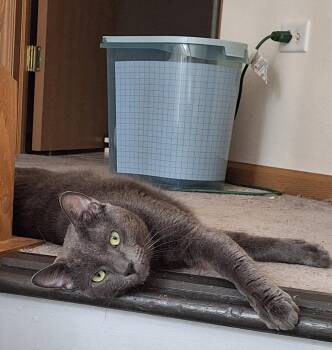 Sebastian -  Domestic Short Hair Cat for Adoption in Wheaton, Illinois - Sebastian | PetCurious