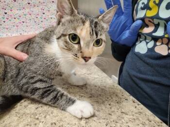 Rescue Domestic Short Hair Cats for Adoption in Maumee, Ohio - Buttercup | PetCurious