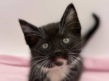 Vermax -  Domestic Short Hair Cat for Adoption in Portland, Oregon - Vermax | PetCurious