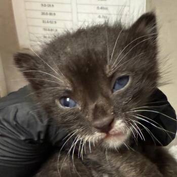 Terrance -  Domestic Short Hair Cat for Adoption in Yuma, Arizona - Terrance | PetCurious