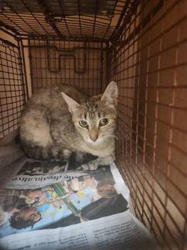 Aeryn -  Domestic Short Hair Cat for Adoption in Austin, Texas - Aeryn | PetCurious