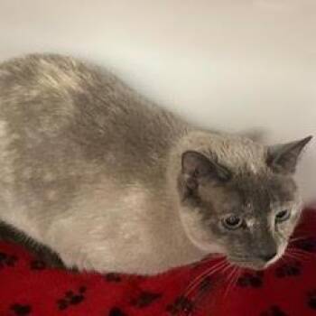 Millicent -  Siamese Cat for Adoption in Green Valley, Arizona - Millicent | PetCurious