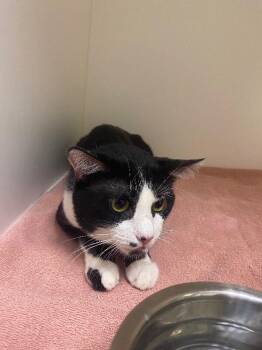 Hershey -  Domestic Short Hair Cat for Adoption in Hobbs, New Mexico - Hershey | PetCurious