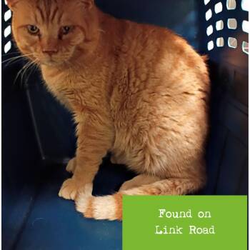 Milo -  Domestic Short Hair Cat for Adoption in Lynchburg, Virginia - Milo | PetCurious