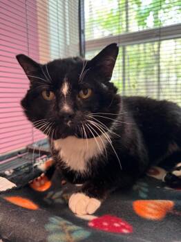 Domestic Short Hair Cats Available for Adoption in Cambridge, Maryland - Balboa | PetCurious