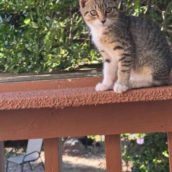 Lucky -  Domestic Short Hair Cat for Adoption in Bayonne, New Jersey - Lucky | PetCurious