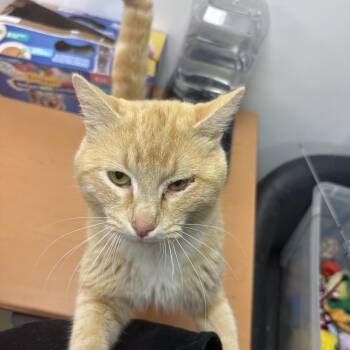 Domestic Short Hair Cats Available for Adoption in Lake Tapwingo, Missouri - Allspice | PetCurious