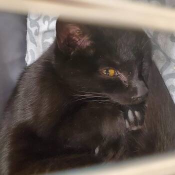 Rescue Domestic Short Hair Cats for Adoption in Muncie, Indiana - Norman | PetCurious