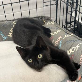 Hershey -  Domestic Short Hair Cat for Adoption in Williamsville, New York - Hershey | PetCurious