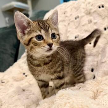 Rose -  Domestic Short Hair Cat for Adoption in Evansville, Indiana - Rose | PetCurious