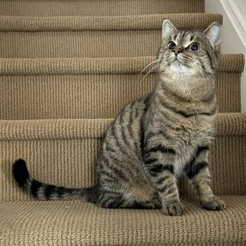 Domestic Short Hair Cats Available for Adoption - Tracy *MUST BE ADOPTED AS A BUDDY CAT* | PetCurious