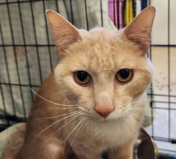 SNOWPEA -  Domestic Short Hair Cat for Adoption in Hagerstown, Maryland - SNOWPEA | PetCurious