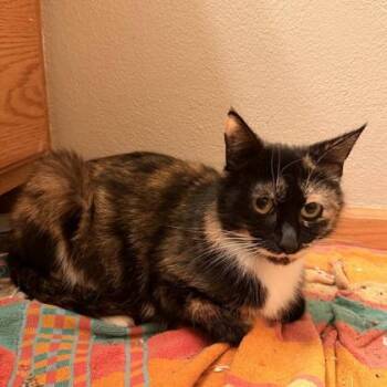 Domestic Short Hair Cats Available for Adoption in Janesville, Wisconsin - Sage | PetCurious